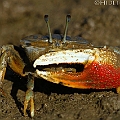 Dussumier's Fiddler Crab (Tubuca dussumieri) in Machans Beach<br />EOS 7D + SIGMA 180mm 2.8 APO MACRO